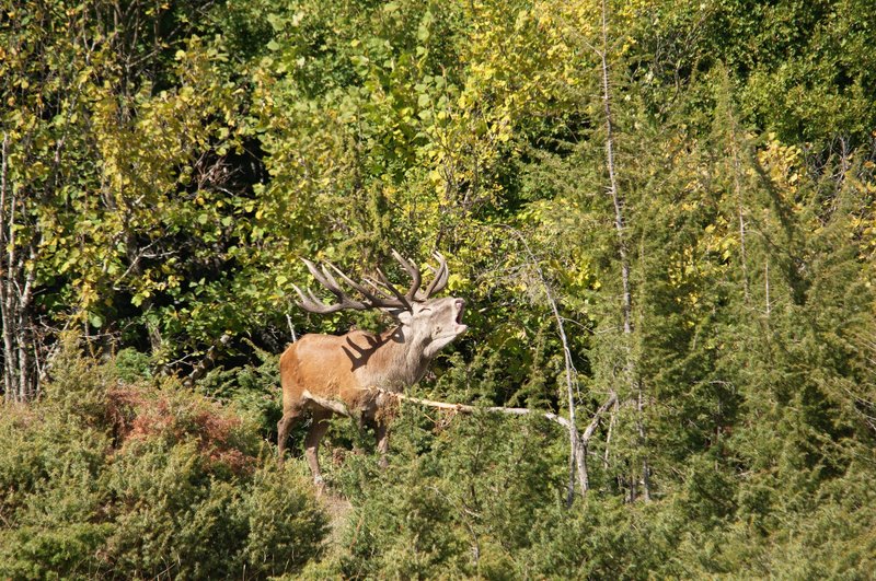 Un''arena molto contesa